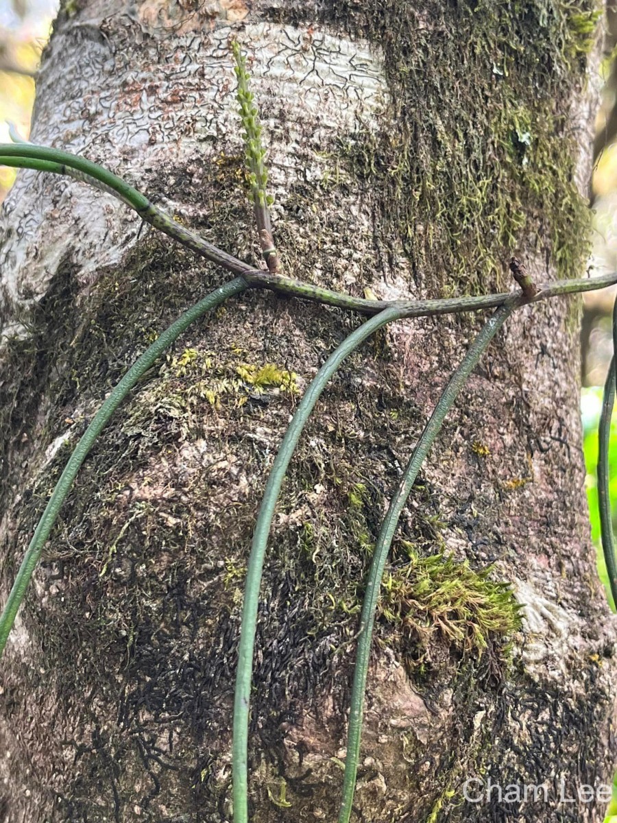 Cleisostomopsis filiformis (Rchb.f.) R.Rice